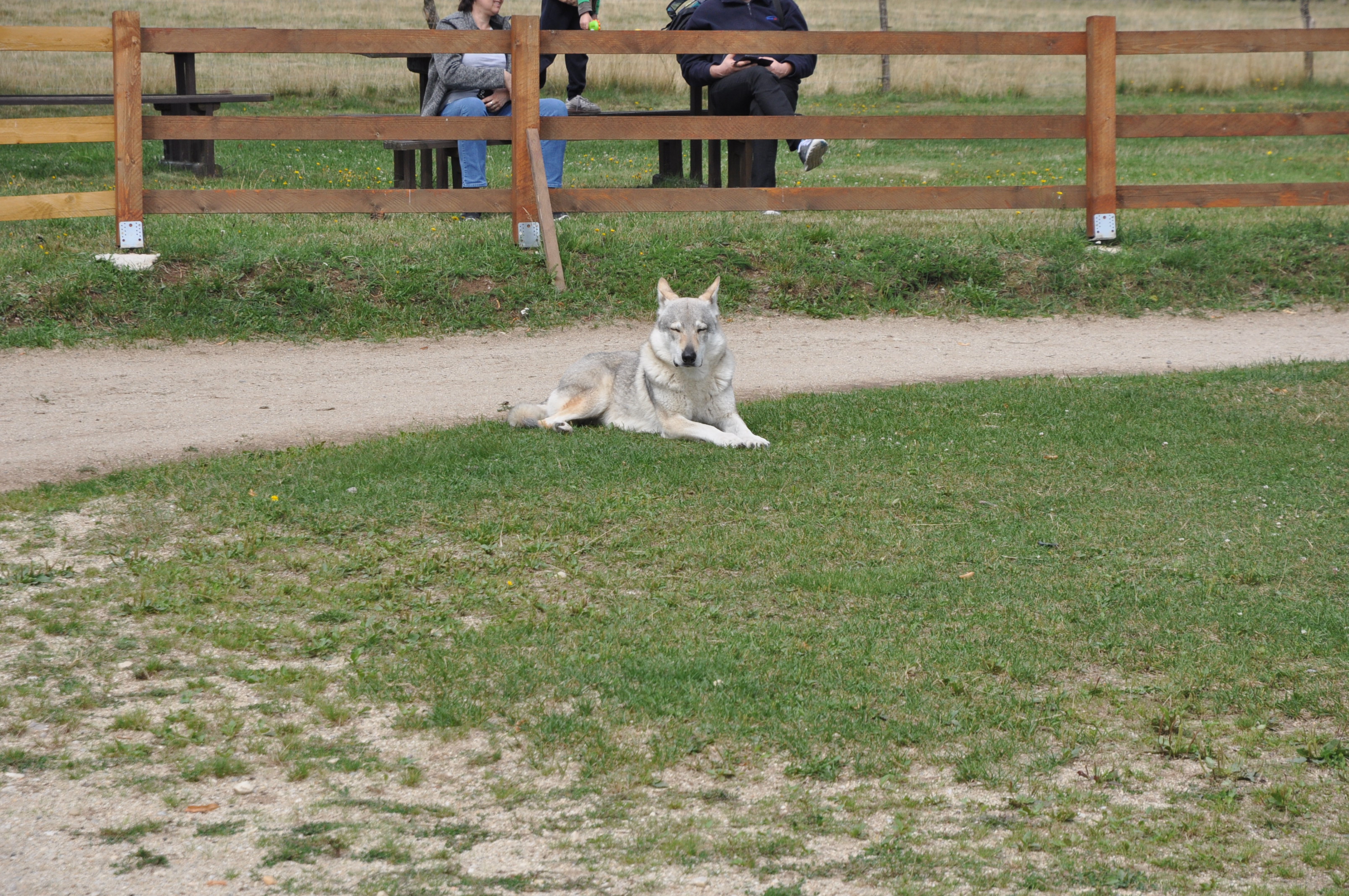 DSC_0981